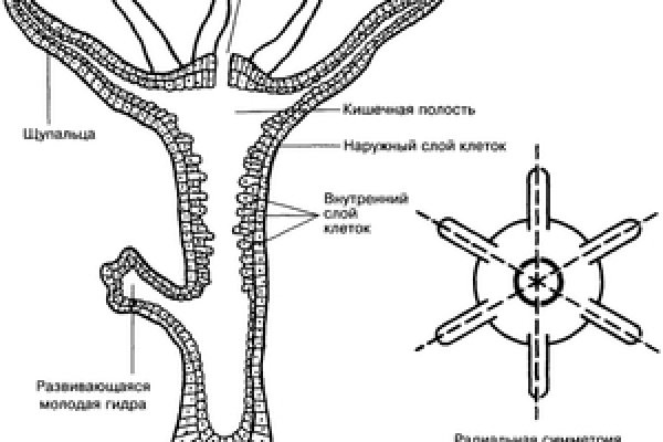 Kraken 4 ссылка